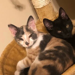 Meet your Posher, Tanner